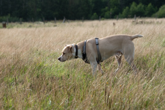 2023-08-01 dog-004.jpg