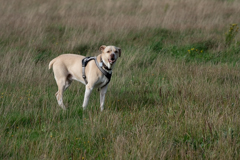 2023-08-01 dog-005.jpg